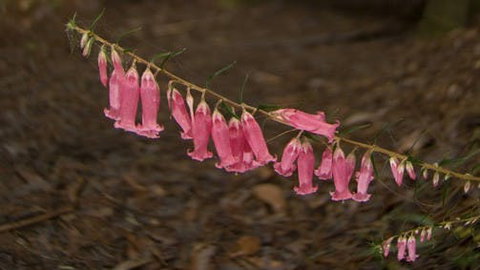 Belgrave - Accommodation Bookings 0