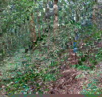 Blackbutt walking track - Accommodation Bookings