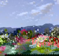 Blue Lotus Water Garden - Accommodation Bookings