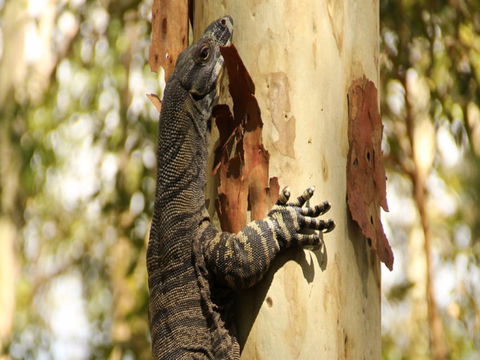 Blue Gum Hills Regional Park - Accommodation Bookings 0