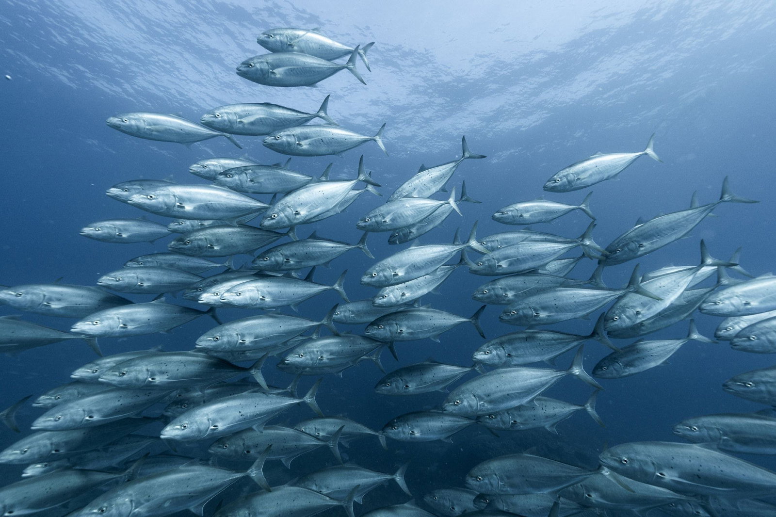 The Keppels QLD Accommodation Bookings