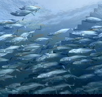 Egg Rock Dive Site - Accommodation Bookings