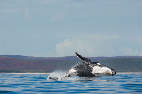 Fraser Coast Region - Accommodation Bookings 1