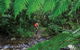 Goldsborough Valley, Wooroonooran National Park - thumb 0