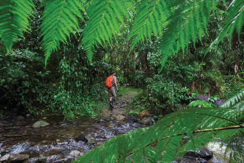 Goldsborough Valley, Wooroonooran National Park - Accommodation Bookings 0