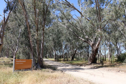 Gunbower Island Forest Drive - Accommodation Bookings 2