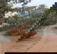 Karlkurla Bushland Park - Accommodation Bookings