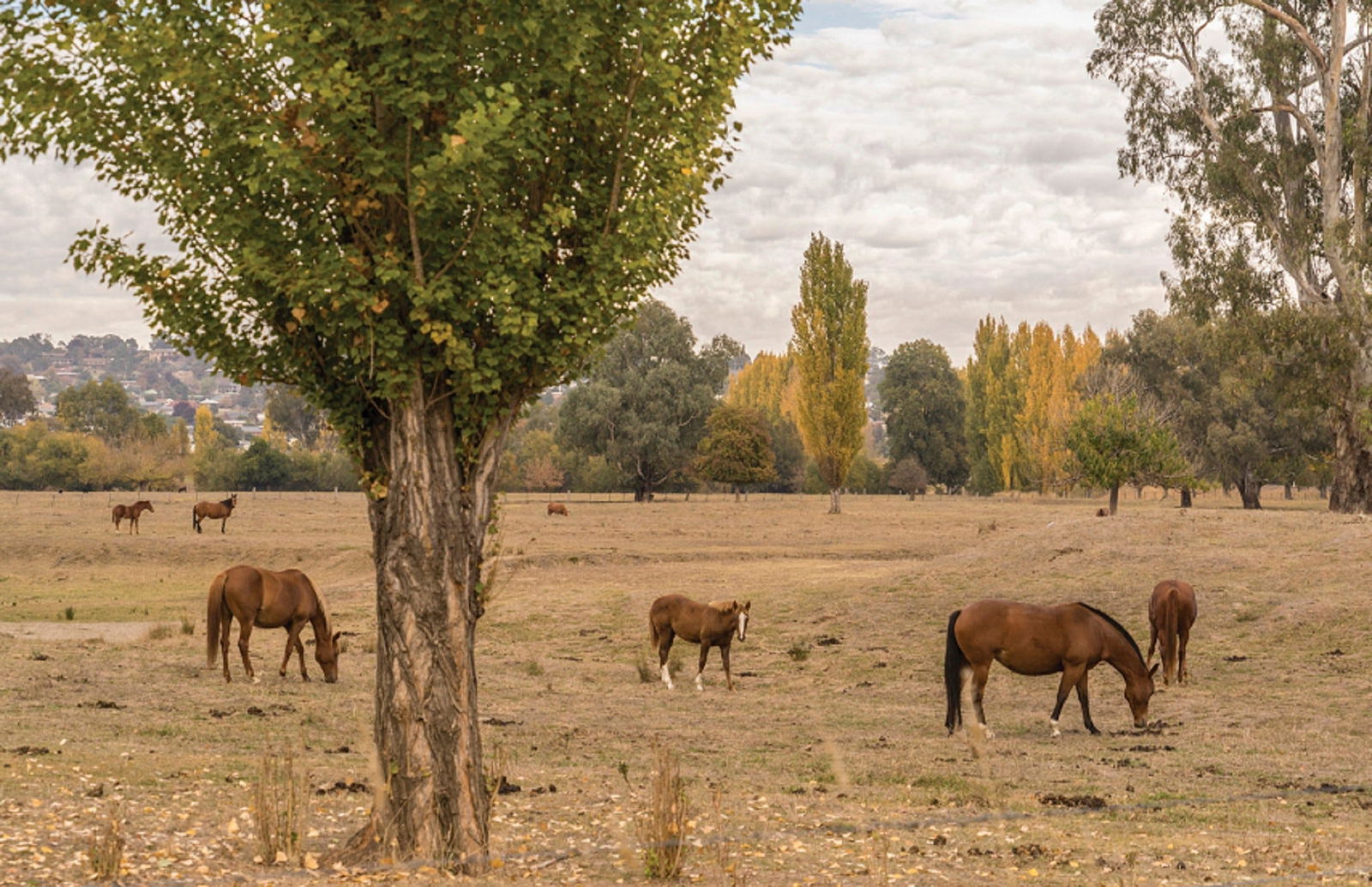 Lemington NSW Accommodation Bookings