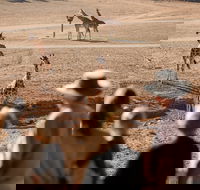Monarto Safari Park - Accommodation Bookings