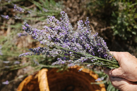 Nannup Lavender Farm - Accommodation Bookings 2