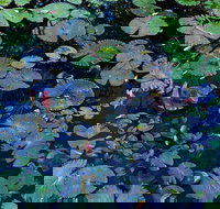 Pine Creek Water Gardens - Accommodation Bookings