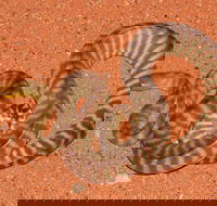 Red Desert Reptiles - Accommodation Bookings