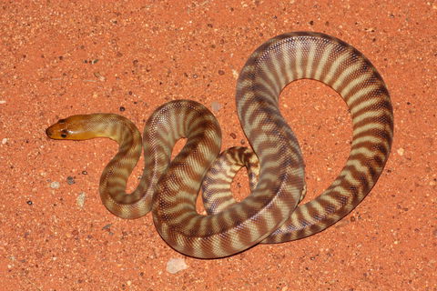 Red Desert Reptiles - Accommodation Bookings 0