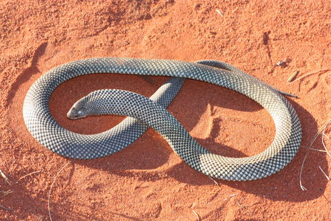 Red Desert Reptiles - Accommodation Bookings 1