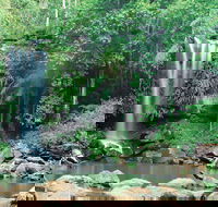 Tamborine National Park - Accommodation Bookings