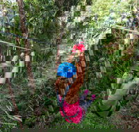 TreeTop Challenge - Sunshine Coast