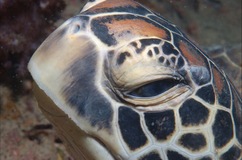 Turtle Bommie - Accommodation Bookings 0