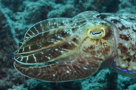 Turtle Bommie - Accommodation Bookings 1