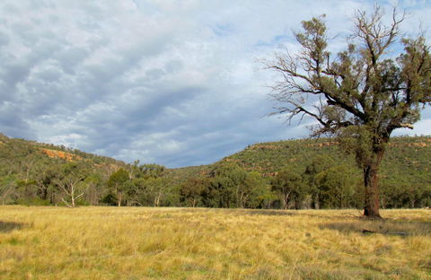 Weddin Mountains National Park - Accommodation Bookings 0
