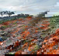 Western Ridge Walk - Accommodation Bookings