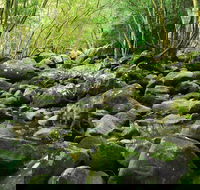 Wodi Wodi Walking Track - Accommodation Bookings