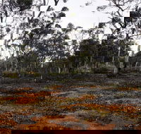 Woylie Walk Dryandra Woodland - Accommodation Bookings