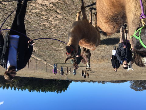 Alpaca Magic Stud - Accommodation Bookings 1