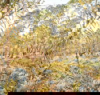Alpine Views Walk - Accommodation Bookings