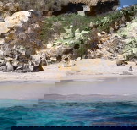 Australian Sea Lions - Accommodation Bookings