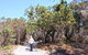 Banksia Track, Burrum Coast National Park - thumb 1