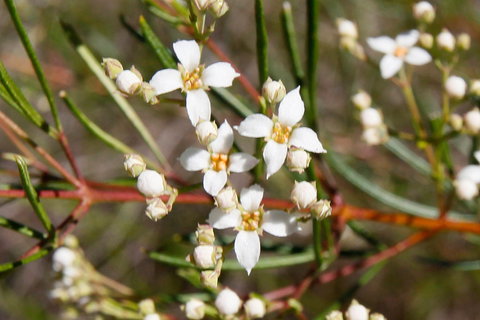 Banksia Track, Burrum Coast National Park - Accommodation Bookings 2