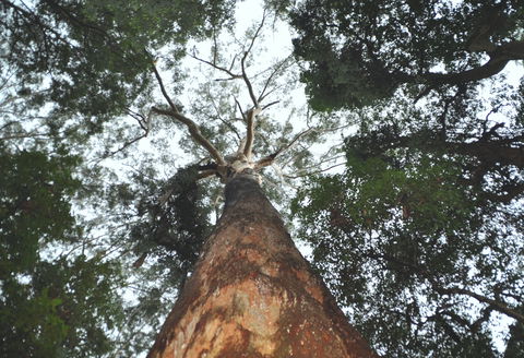 Bird Tree And Benaroon - Accommodation Bookings 0