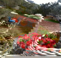 Blue Hills Berries and Cherries - Accommodation Bookings