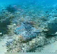 Child Island Dive Site - Accommodation Bookings