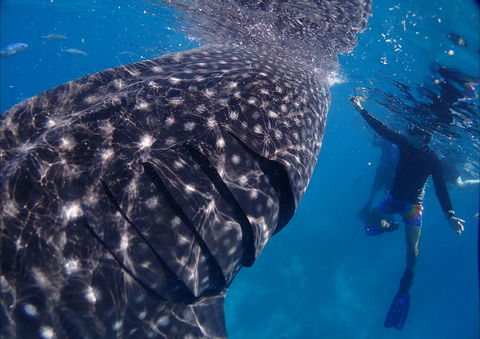 Coastal Water Dive - Accommodation Bookings 0