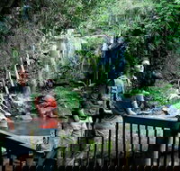 Curtis Falls track Tamborine National Park - Accommodation Bookings