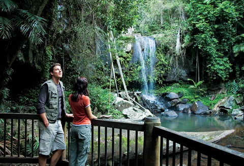 Curtis Falls Track, Tamborine National Park - Accommodation Bookings 0