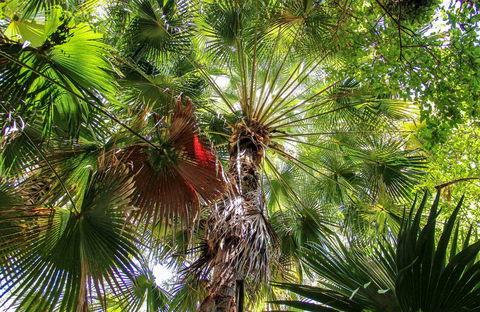 Depot Beach Rainforest Walk - Accommodation Bookings 0
