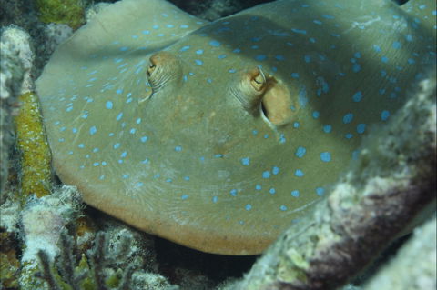 Fitzroy Island Dive Site - Accommodation Bookings 0
