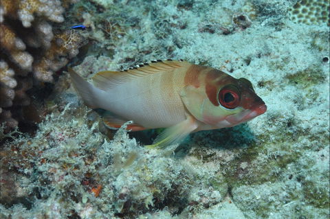 Fitzroy Island Dive Site - Accommodation Bookings 1