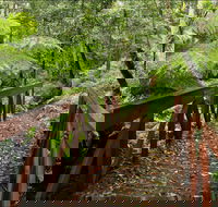 Goodenia Rainforest Walking Track - Accommodation Bookings