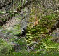 Hopetoun Falls Walking Track - Accommodation Bookings