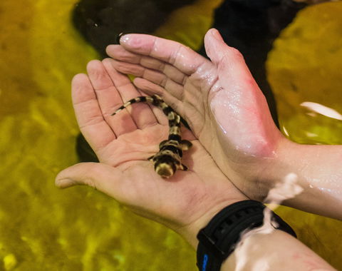 Irukandji Shark And Ray Encounters - Accommodation Bookings 0