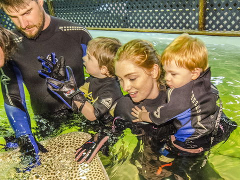 Irukandji Shark And Ray Encounters - Accommodation Bookings 1