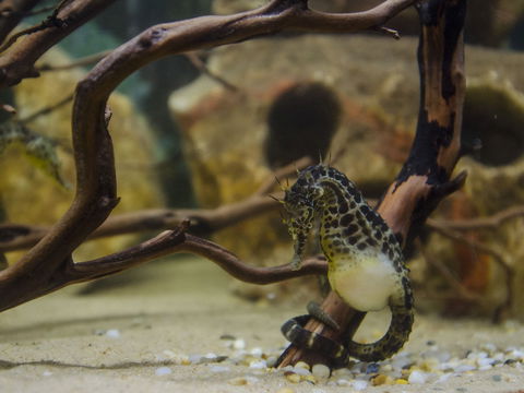 Irukandji Shark And Ray Encounters - Accommodation Bookings 2