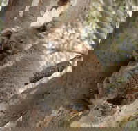 Koala Spotting Narrandera - Accommodation Bookings