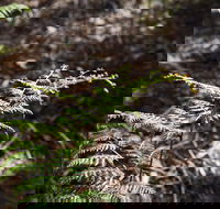 Langwarrin Flora and Fauna Reserve Walking Trails - Accommodation Bookings