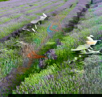 Lavandula Swiss Italian Farm - Accommodation Bookings