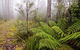 Link Trail - Gloucester Tops To Careys Peak - thumb 0