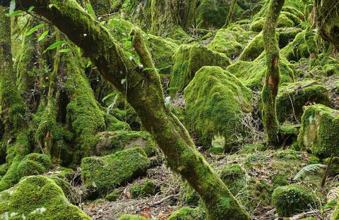 Lyrebird Walking Track - Accommodation Bookings 0